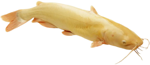 C&aacute; lăng v&agrave;ng hồ Trị An - Nomia Garden Retreats