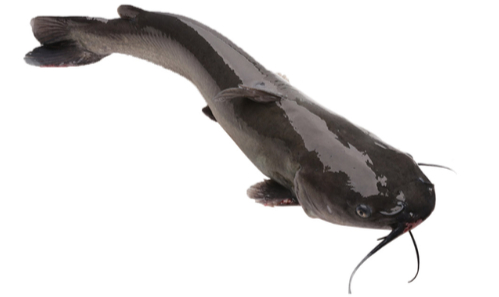 C&aacute; lăng đen hồ Trị An