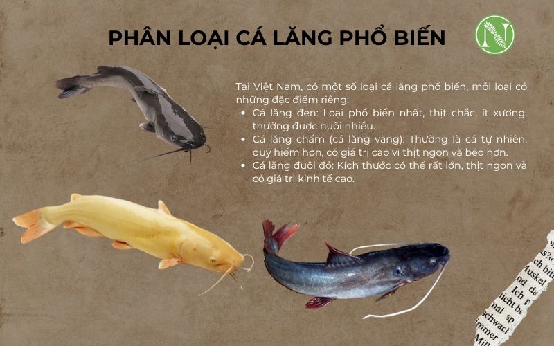 ph&acirc;n loại c&aacute; lăng
