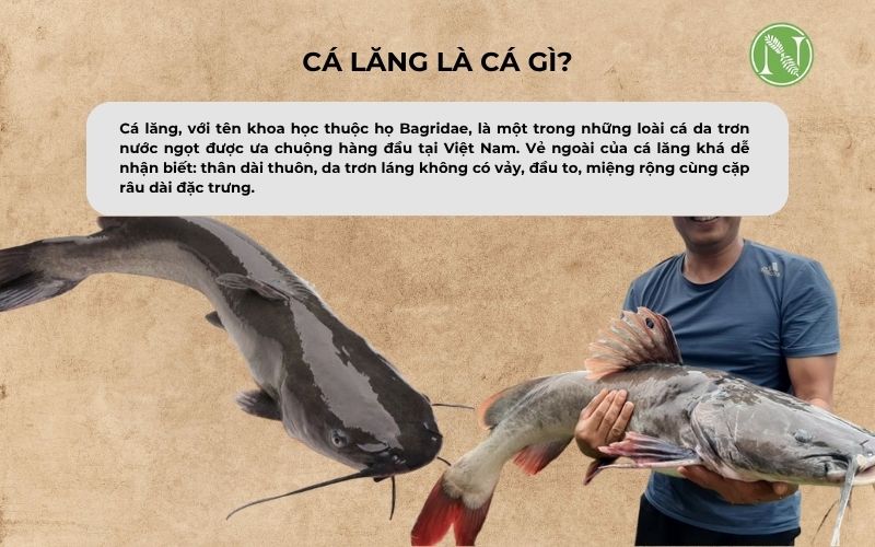 c&aacute; lăng l&agrave; c&aacute; g&igrave;