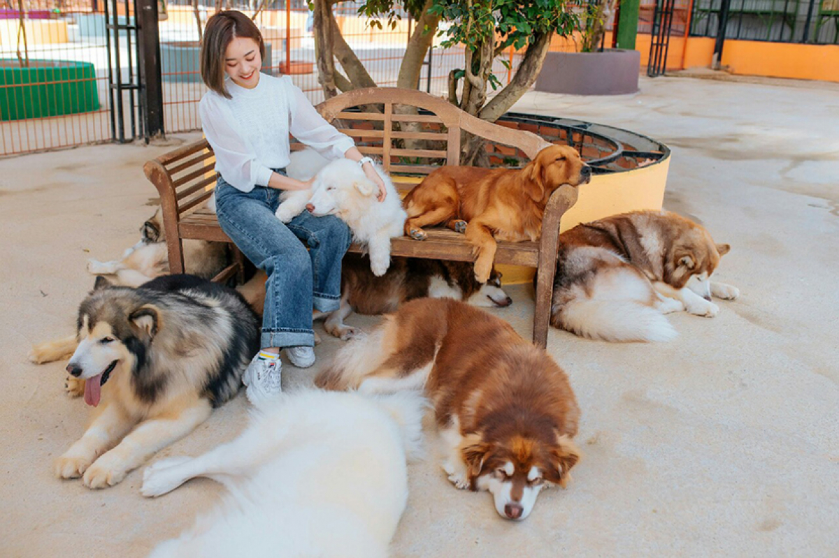 N&ocirc;ng Trại C&uacute;n Puppy Farm Đ&agrave; Lạt