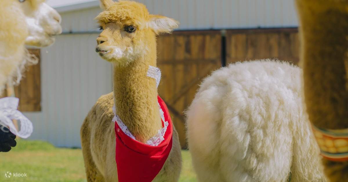 N&ocirc;ng Trại C&uacute;n Puppy Farm Đ&agrave; Lạt